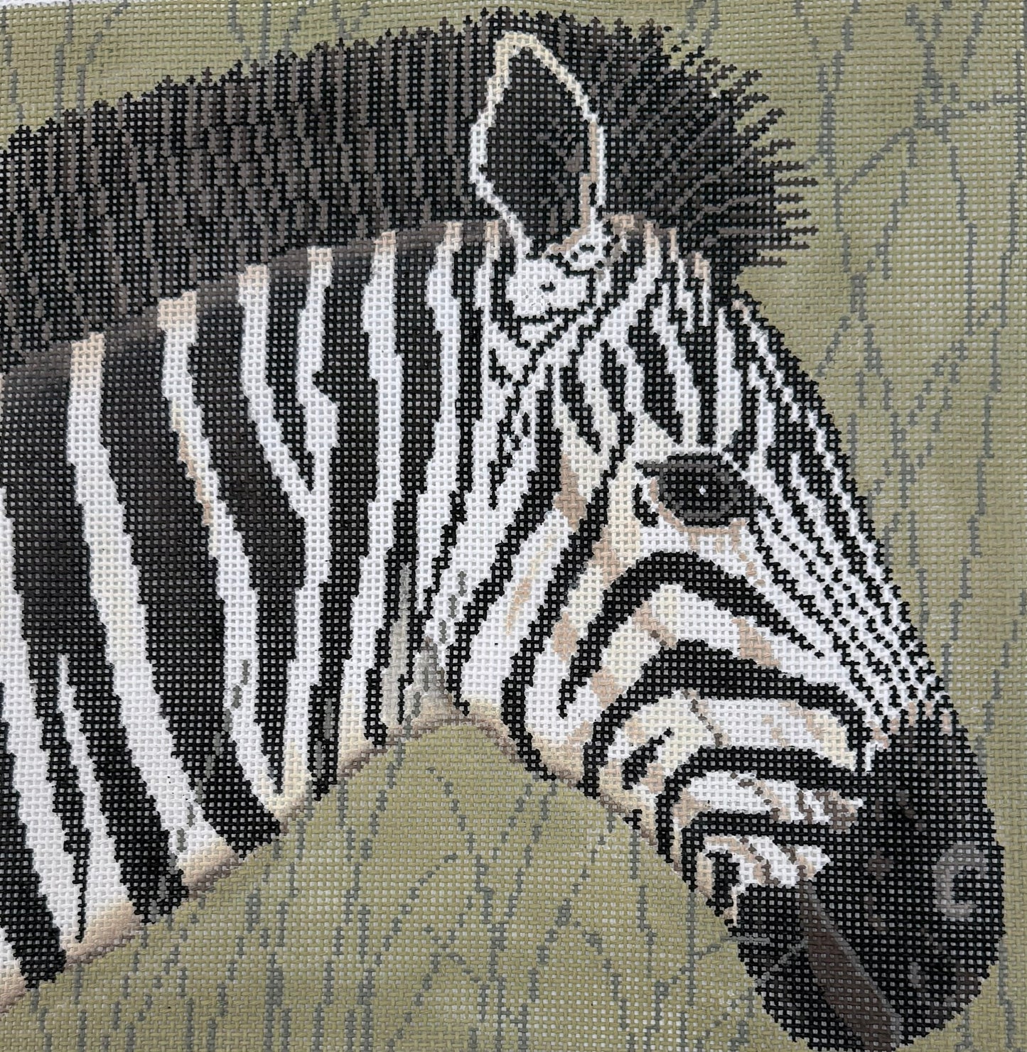 Zebra on Green Background