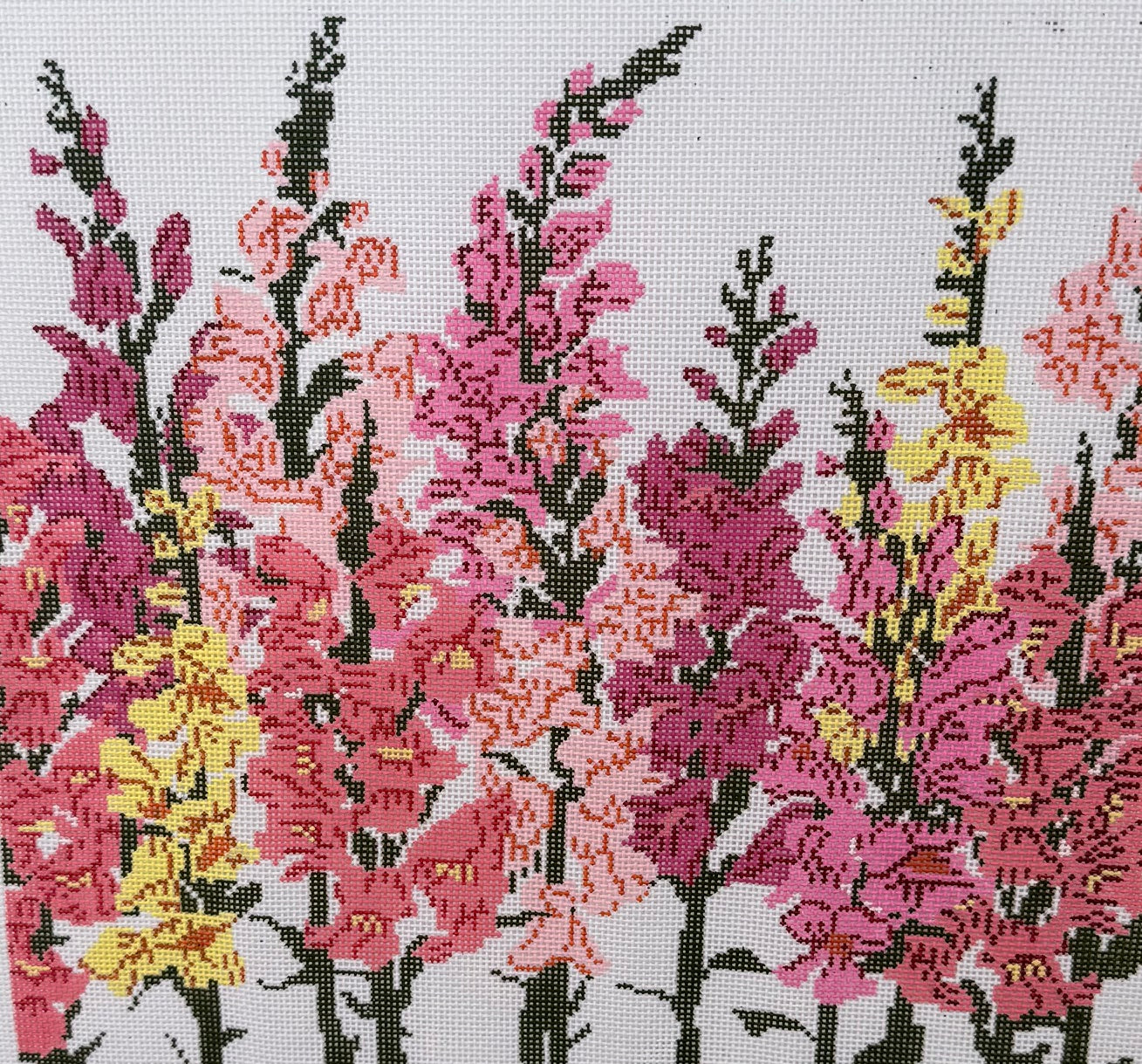 Snapdragons