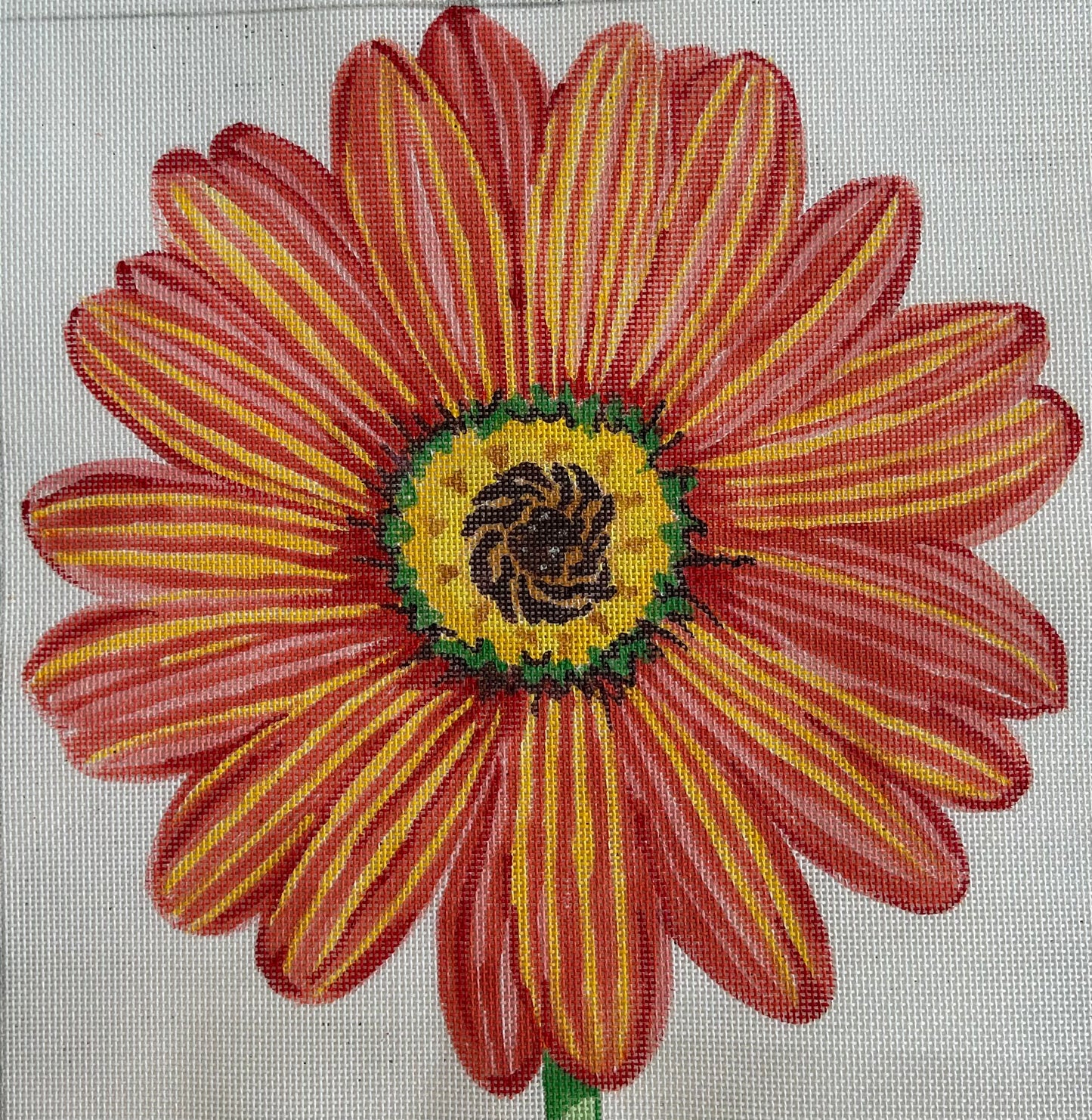 Orange Daisy