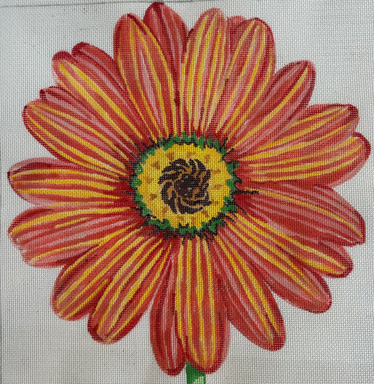 Orange Daisy
