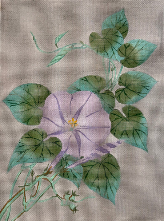 Morning Glory
