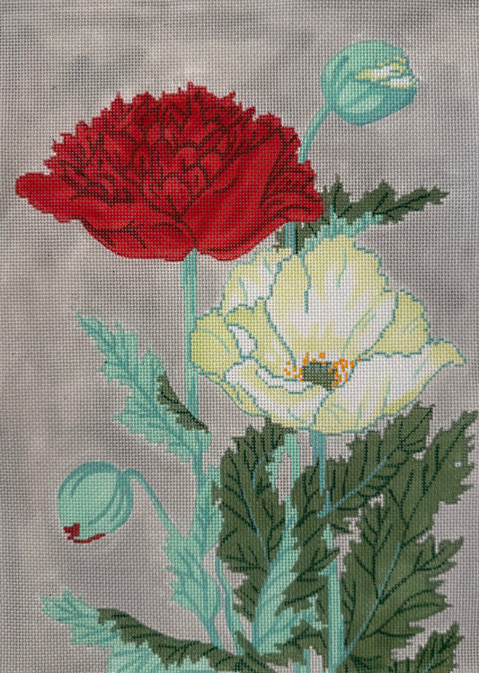 Red and White Poppy
