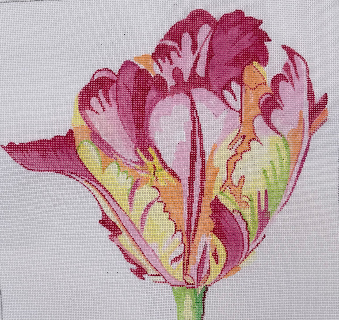 Pink and Orange Tulip